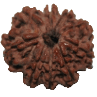 8 mukhi Rudraksha